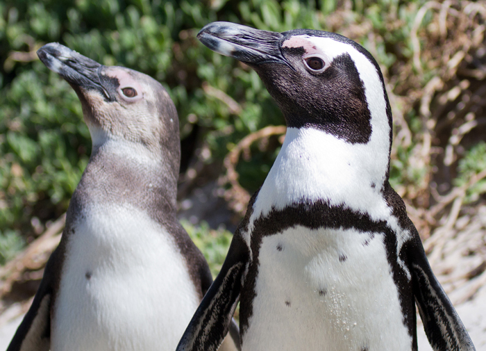 Penguin Pair